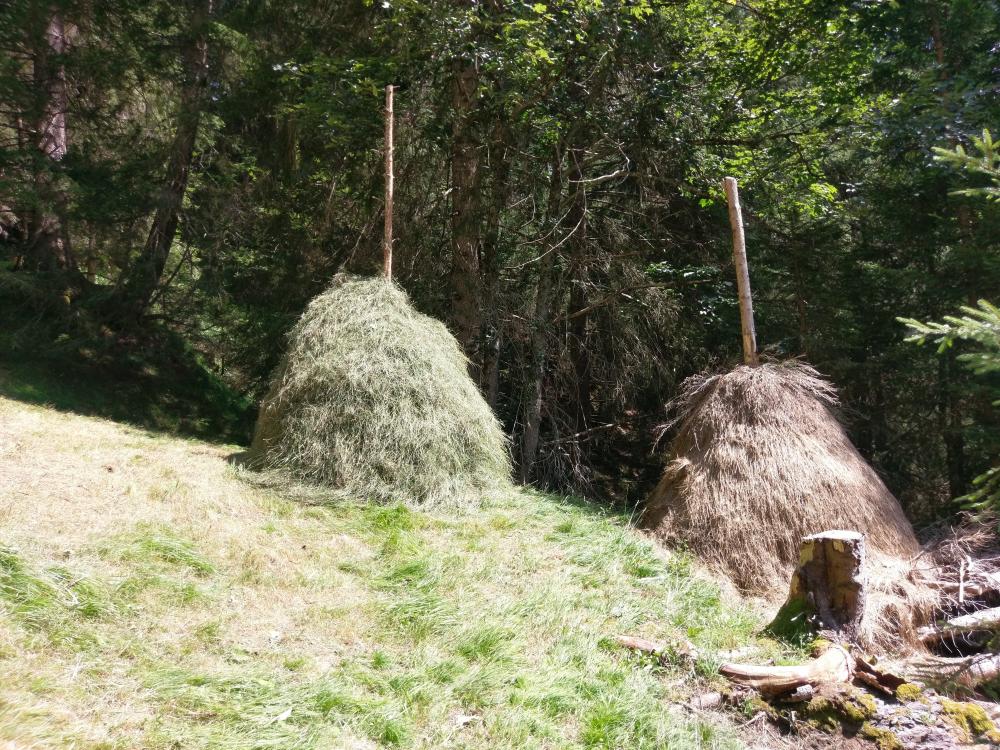 Traditional haystacks at the edge of the forest