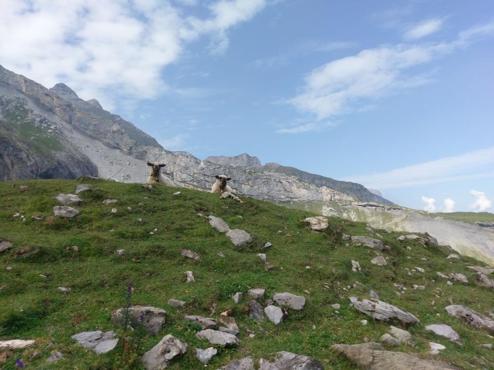 Sheep on the alp
