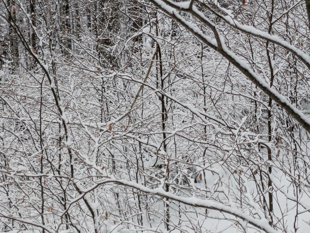 winter
