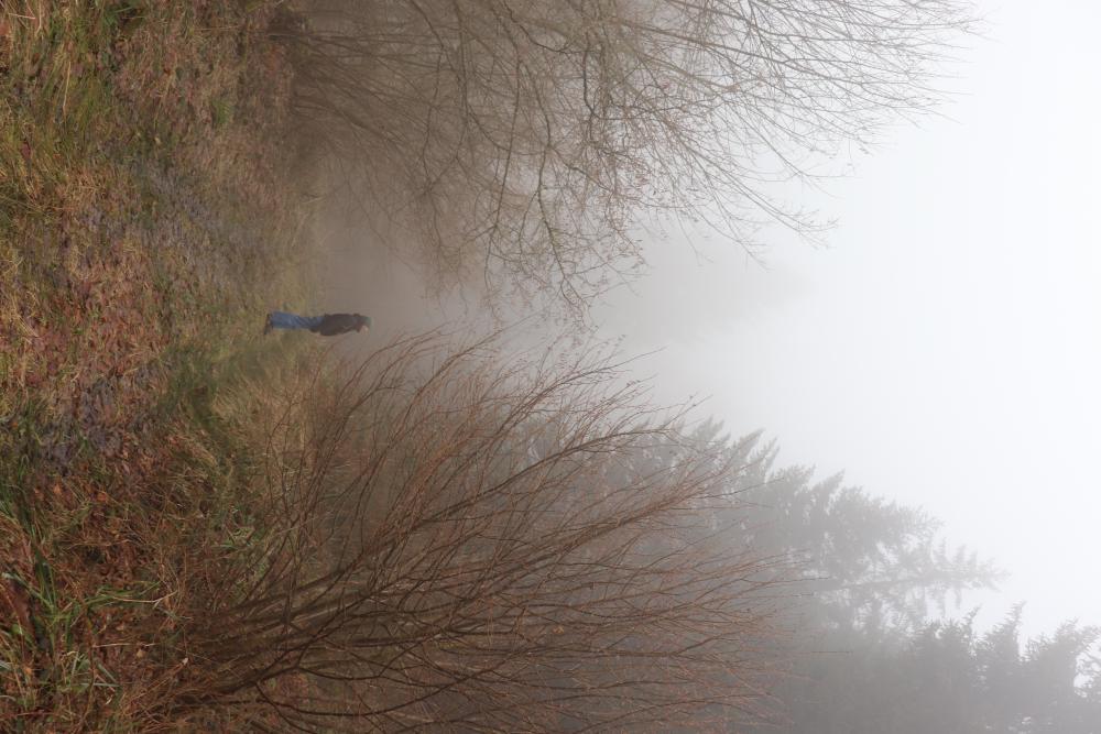 fog