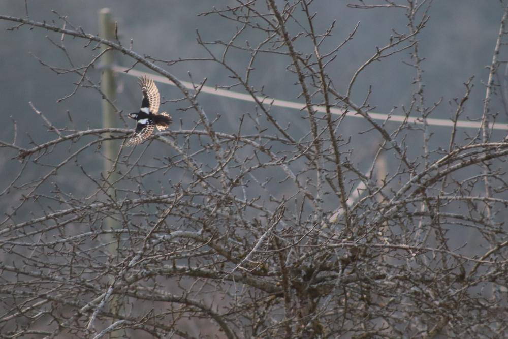 woodpecker