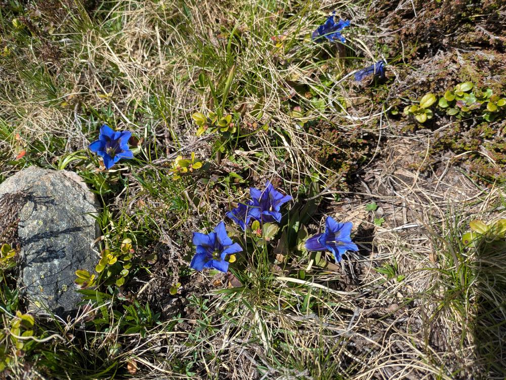 Gentian flower