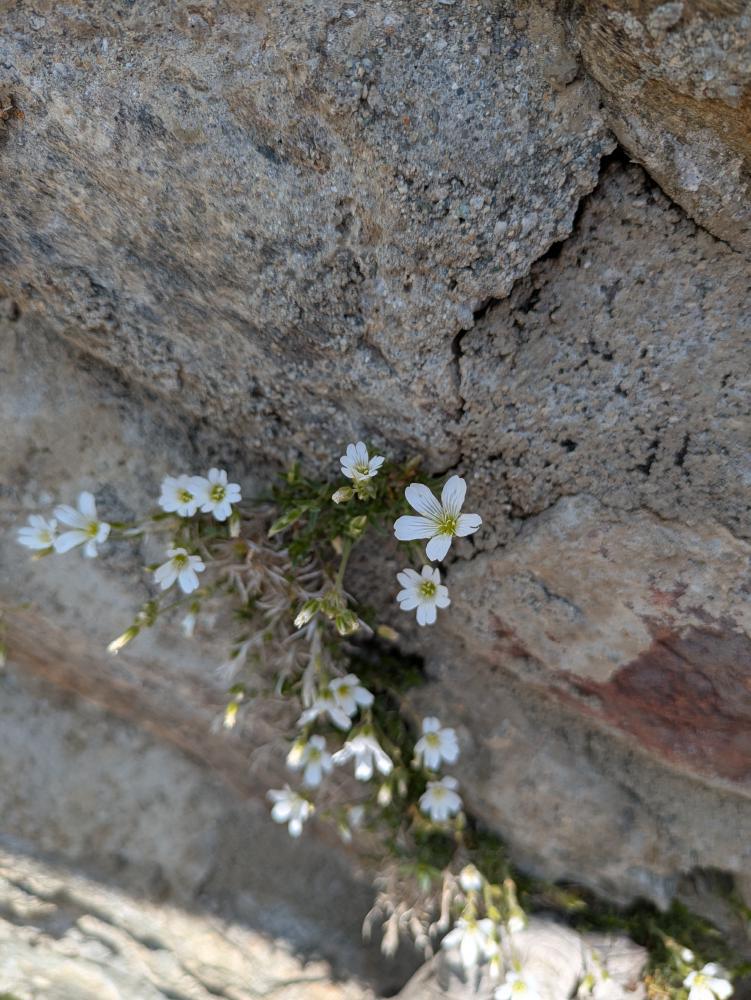 Blumen
