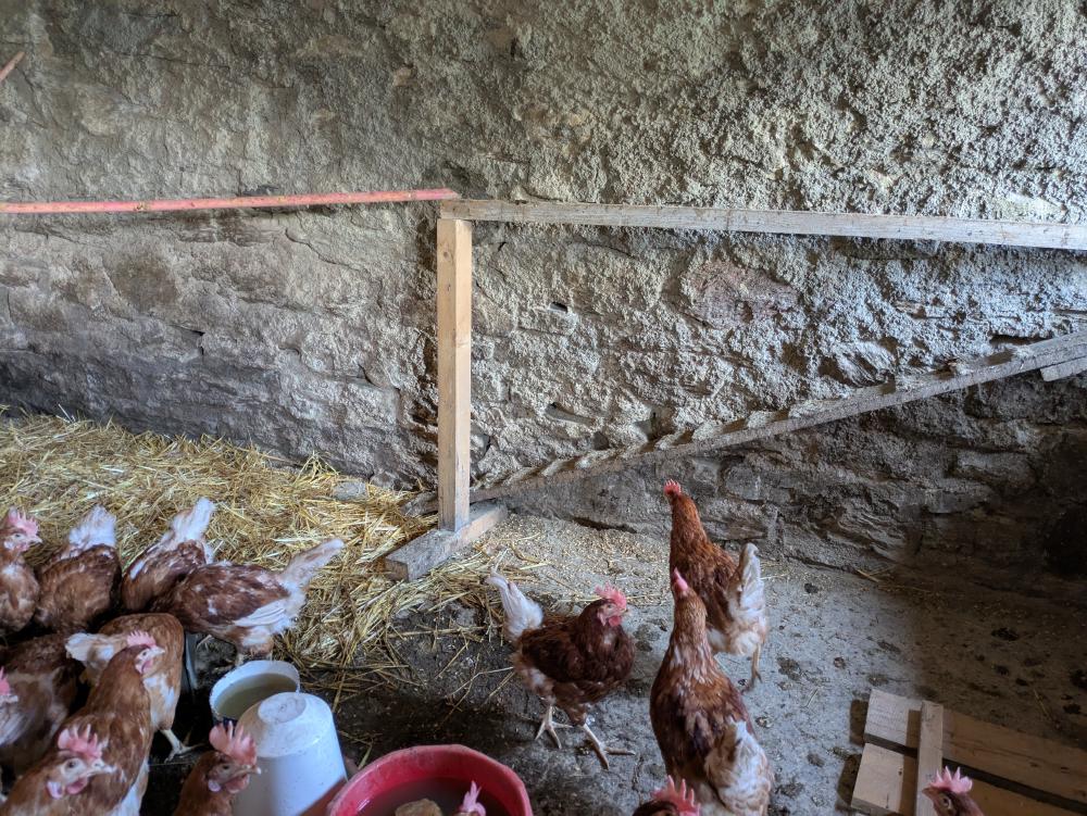 Chickens