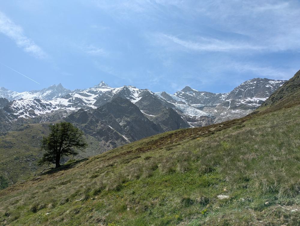 Aussicht mit Baum