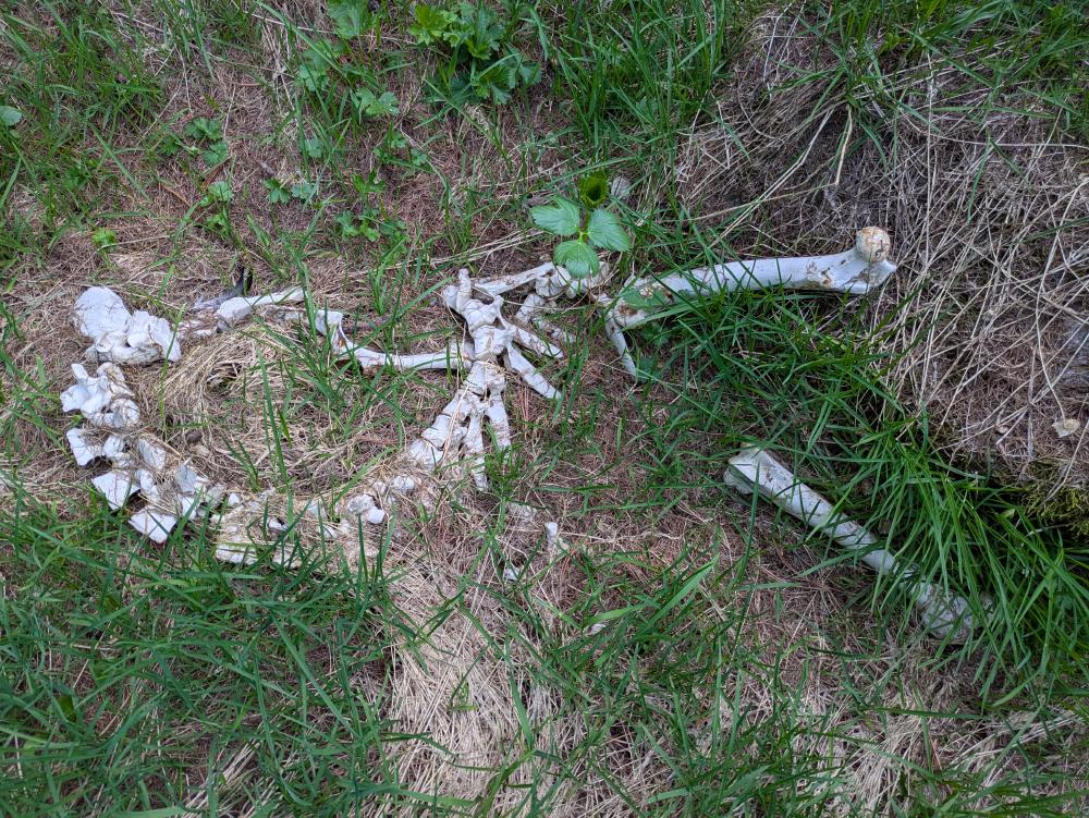 Bones