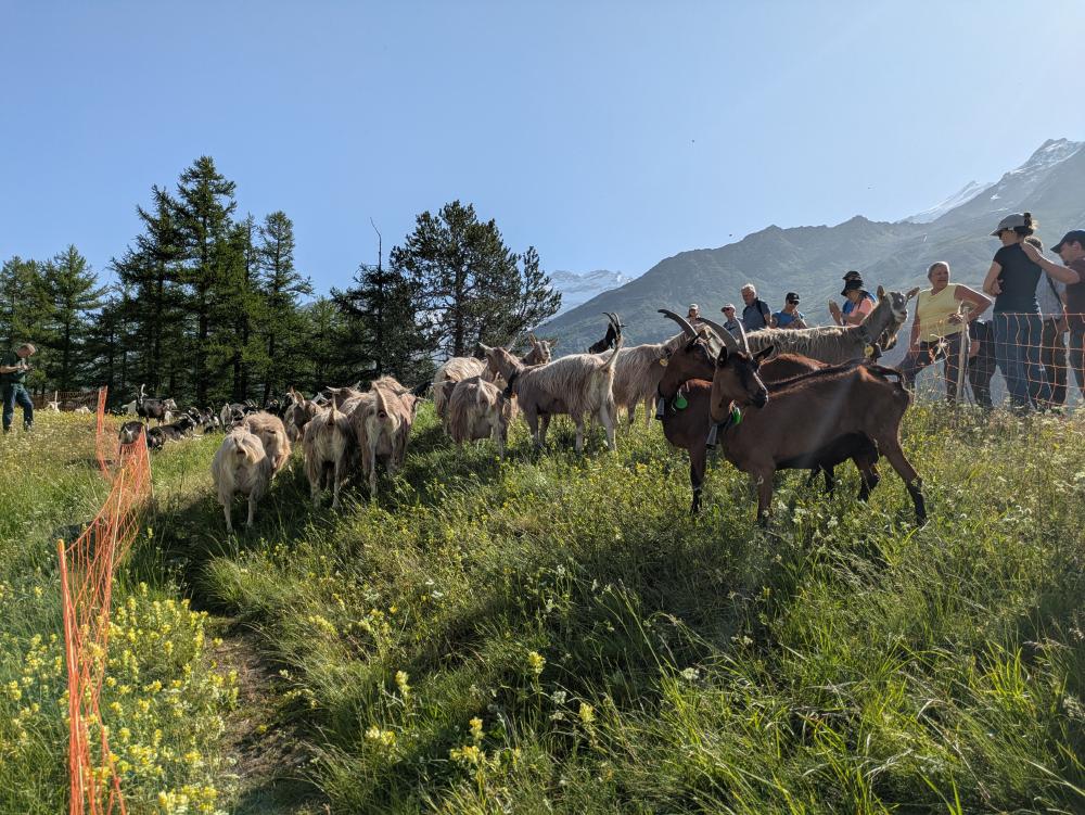 Goats arriving