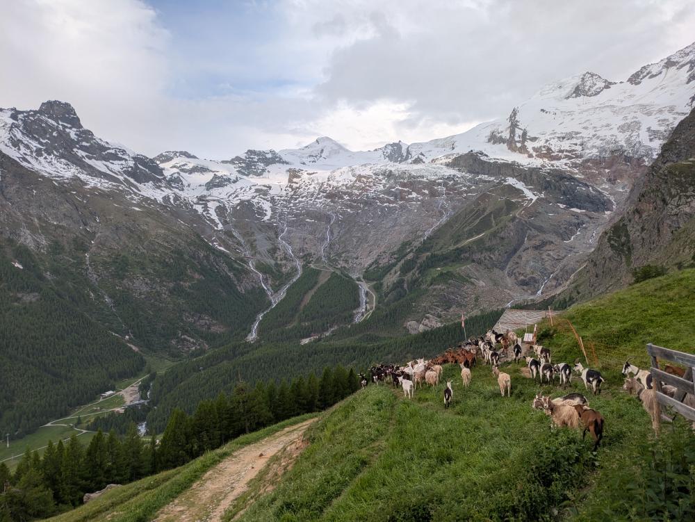 Goats arriving