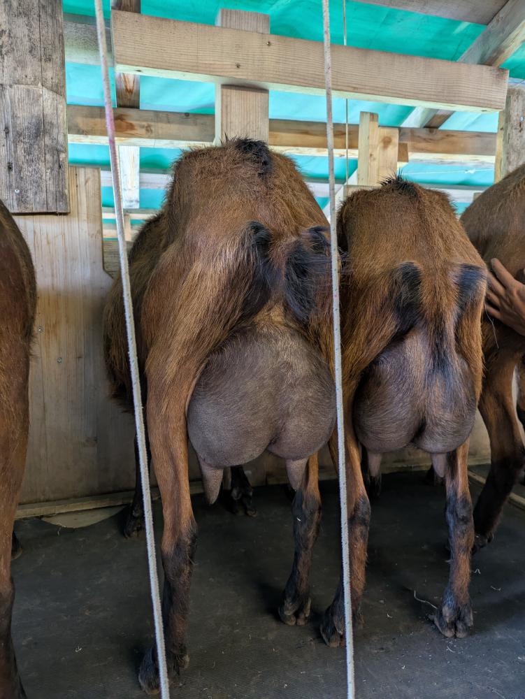 Milking
