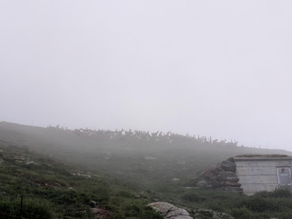 Goats in the fog