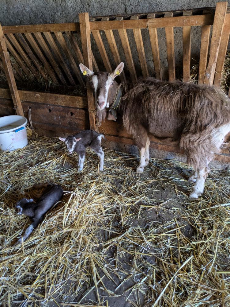 Baby goats