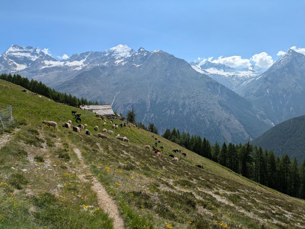 Ziegen