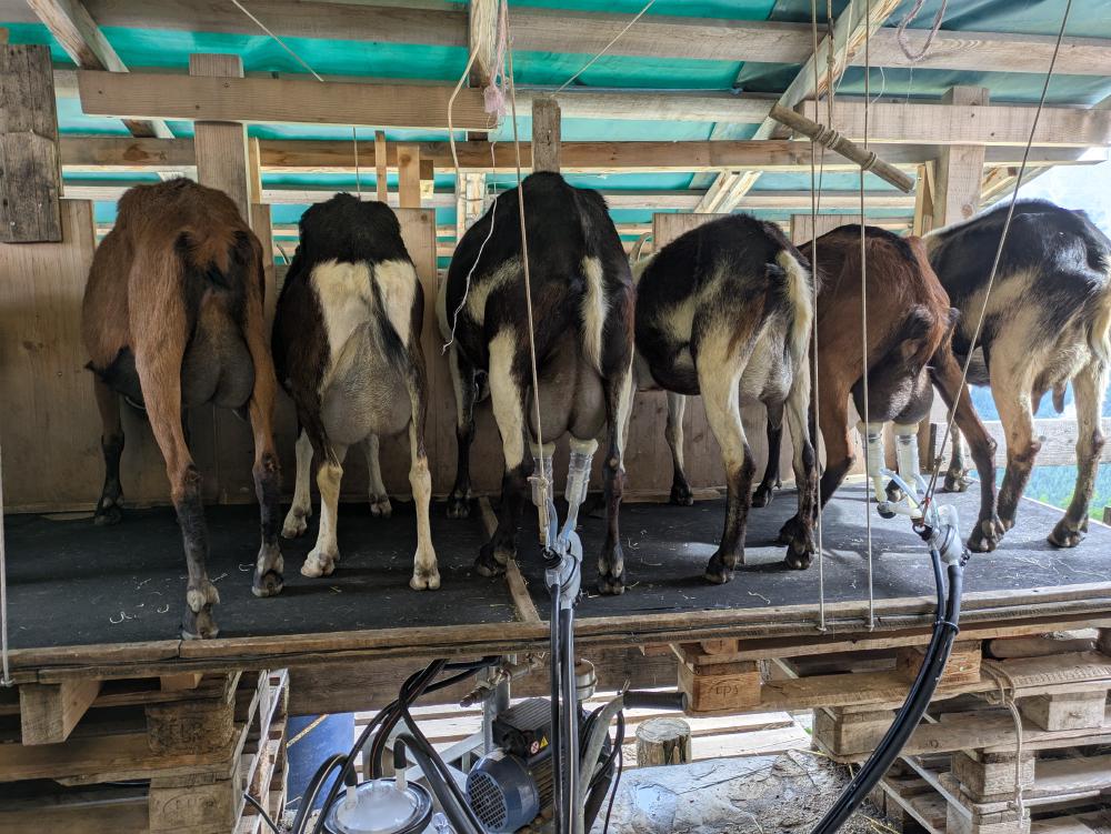 Milking