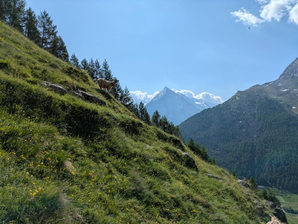 Ziege