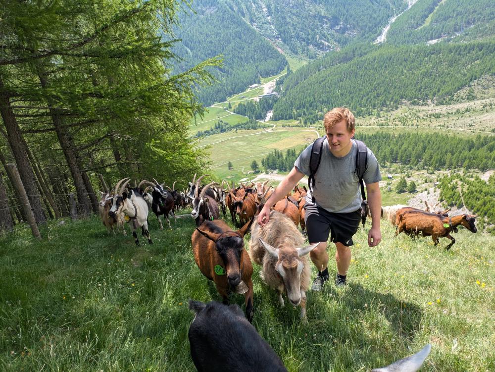 Rafi with goats