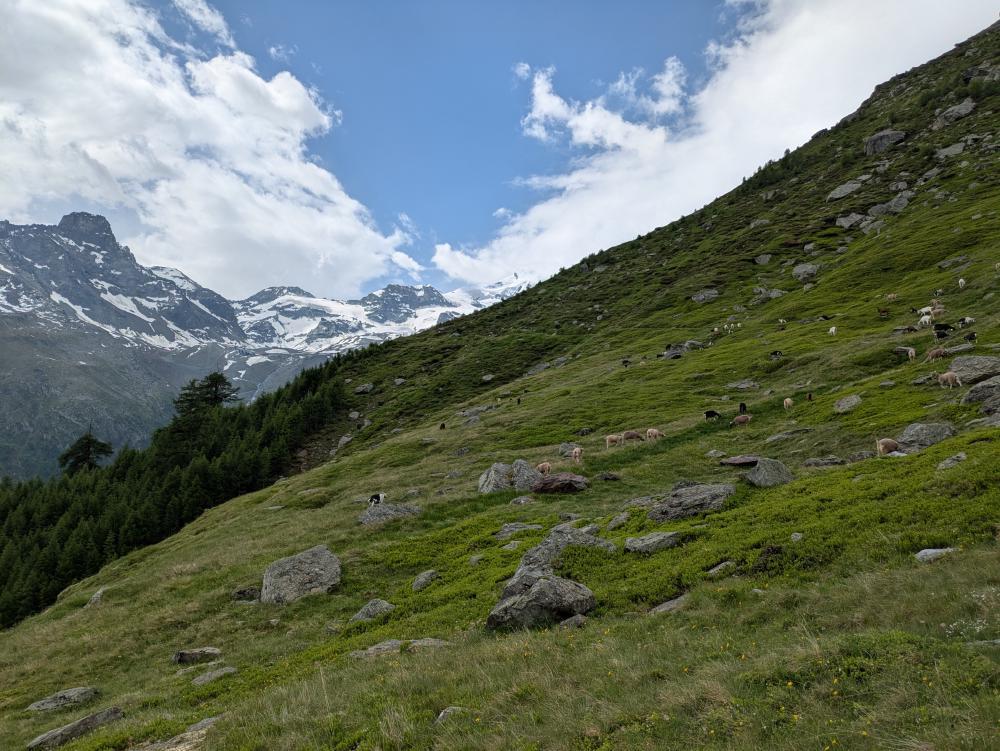 Ziegen