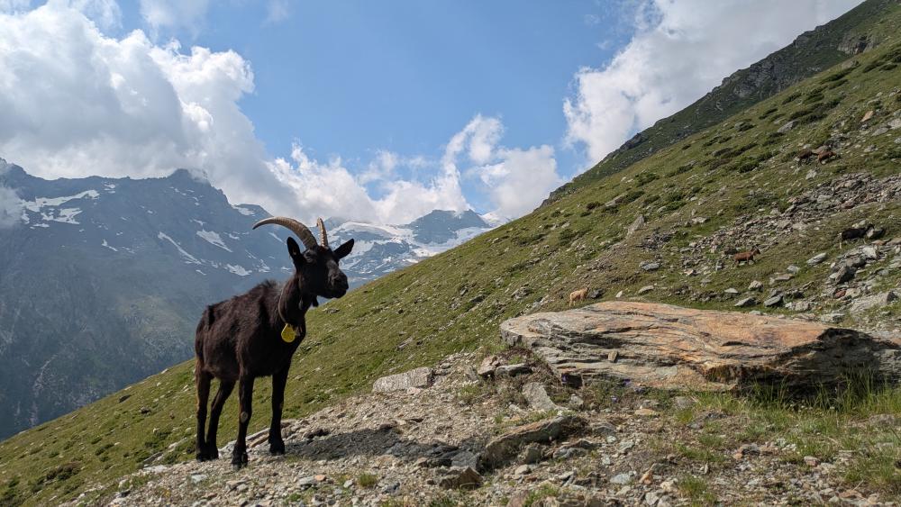 Nera Verzasca