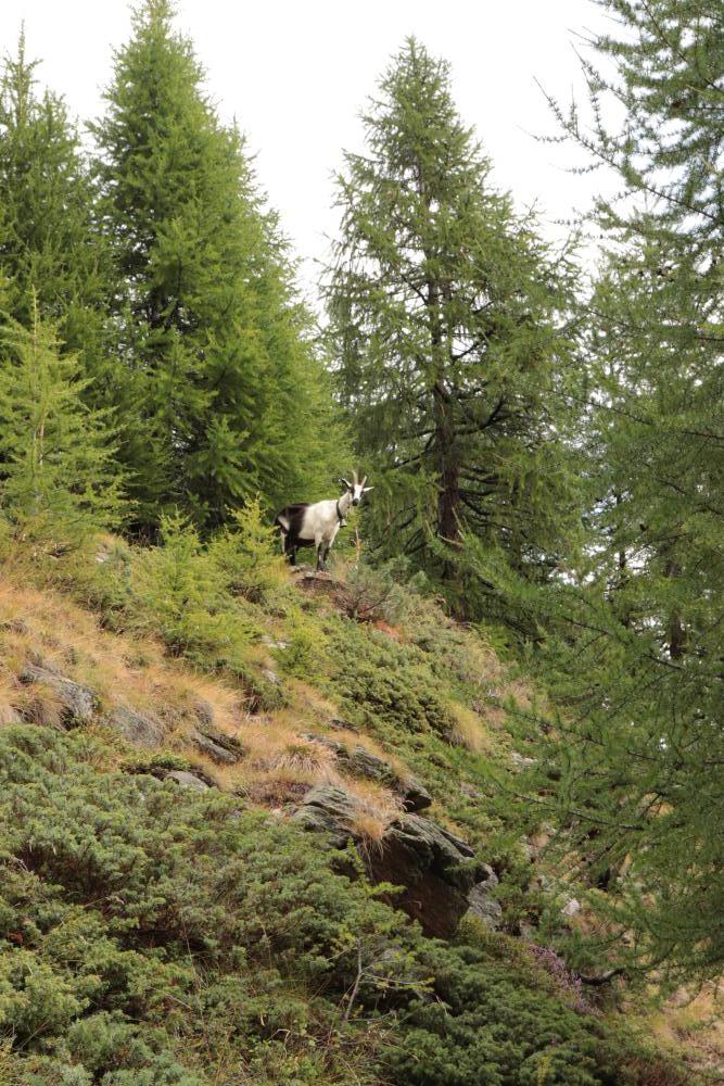 Pfauen