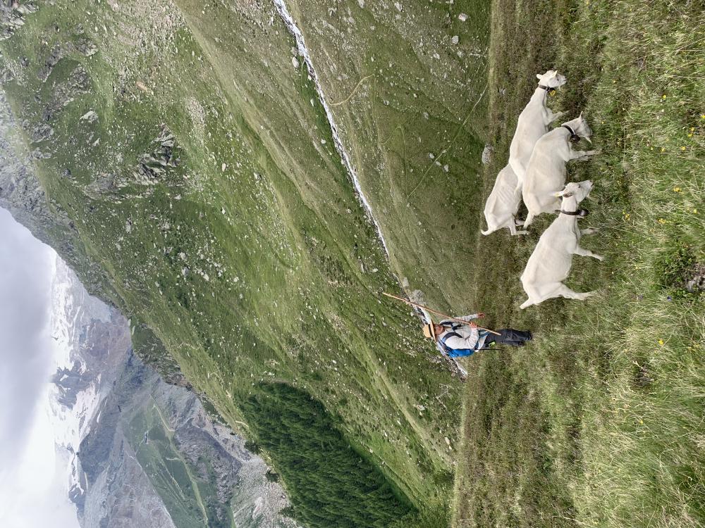 Saanenziege