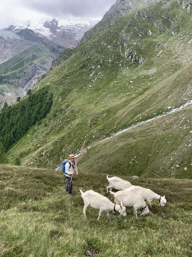 Saanen