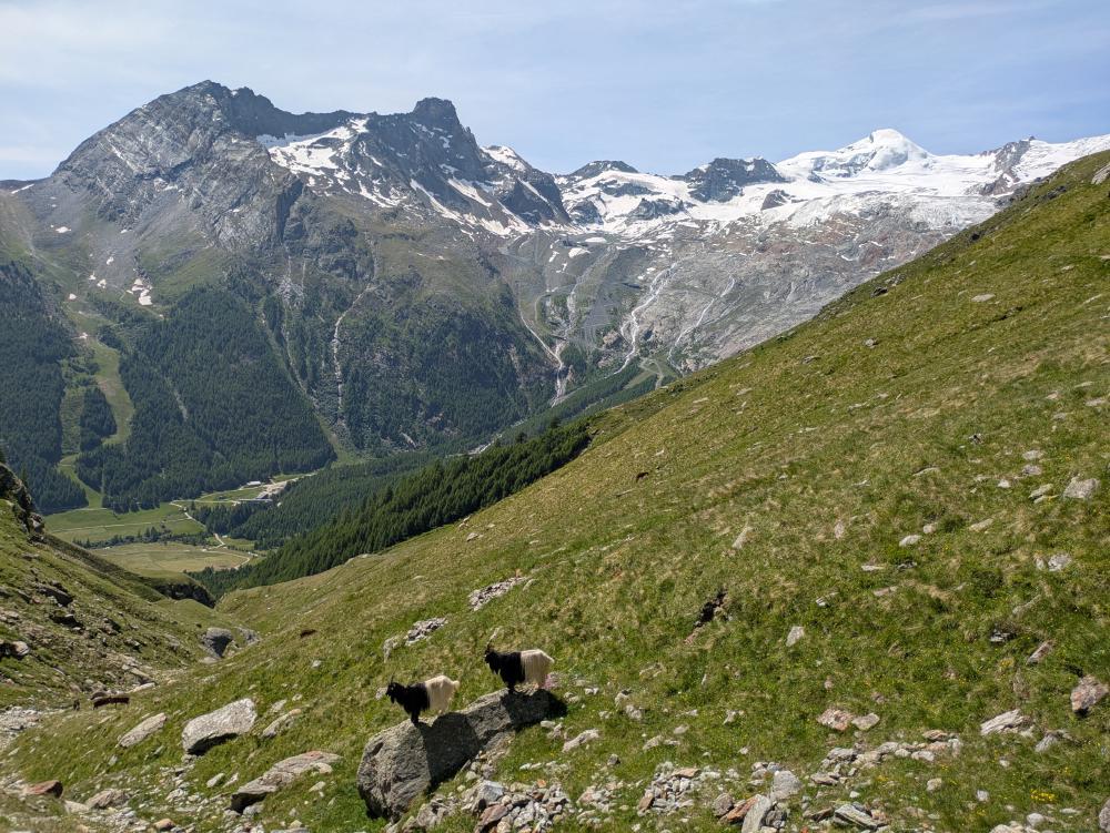 Walliser