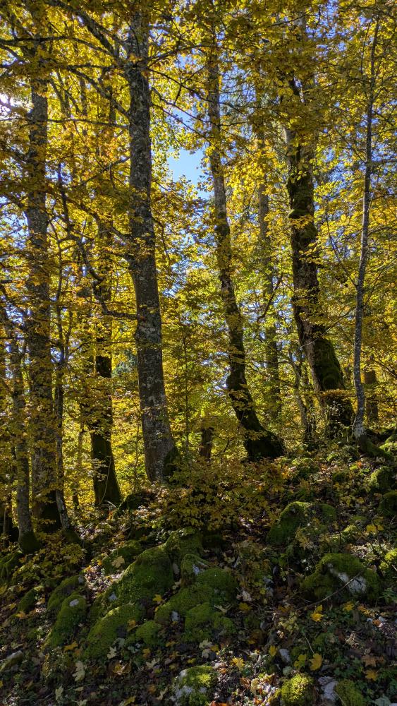 forests