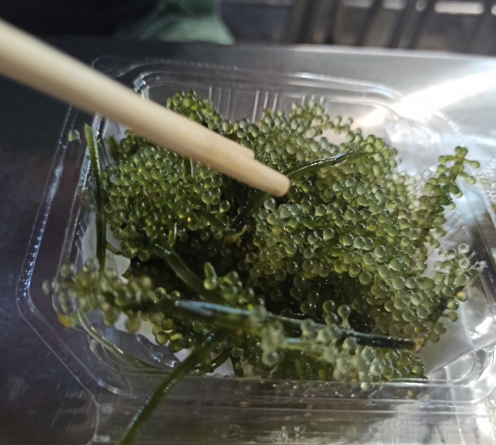algae