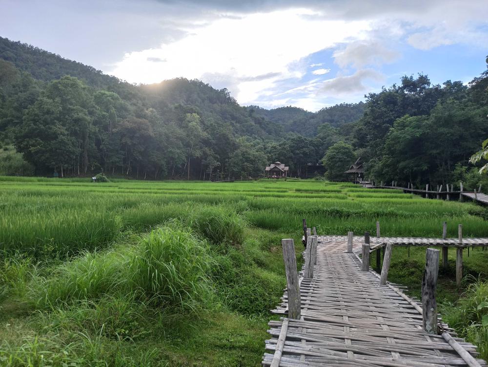 bamboo bridge