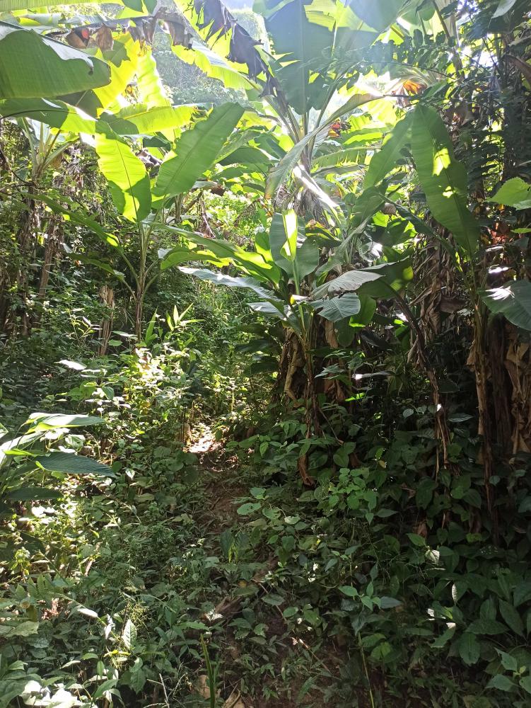 jungle trek