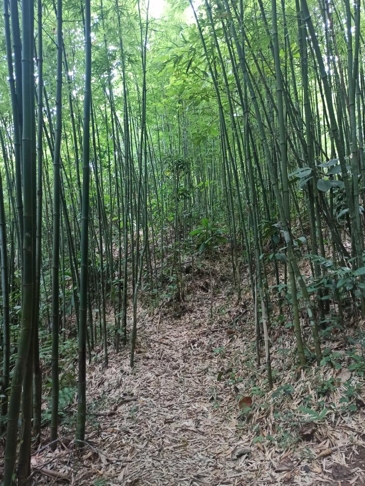 Bambuswald