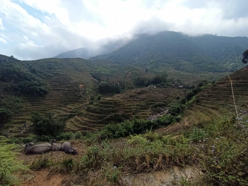 rice fields