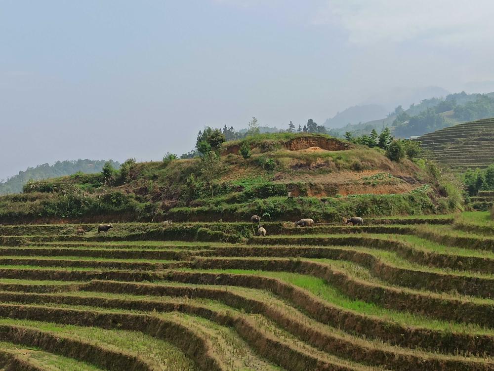 rice fields
