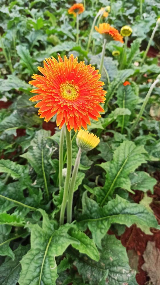 Blumenfarm