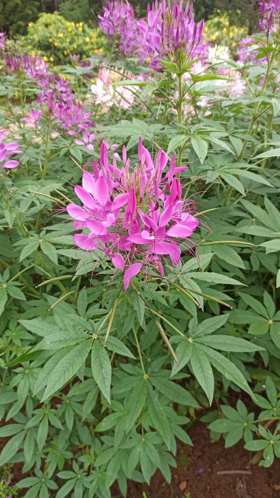 flower_park