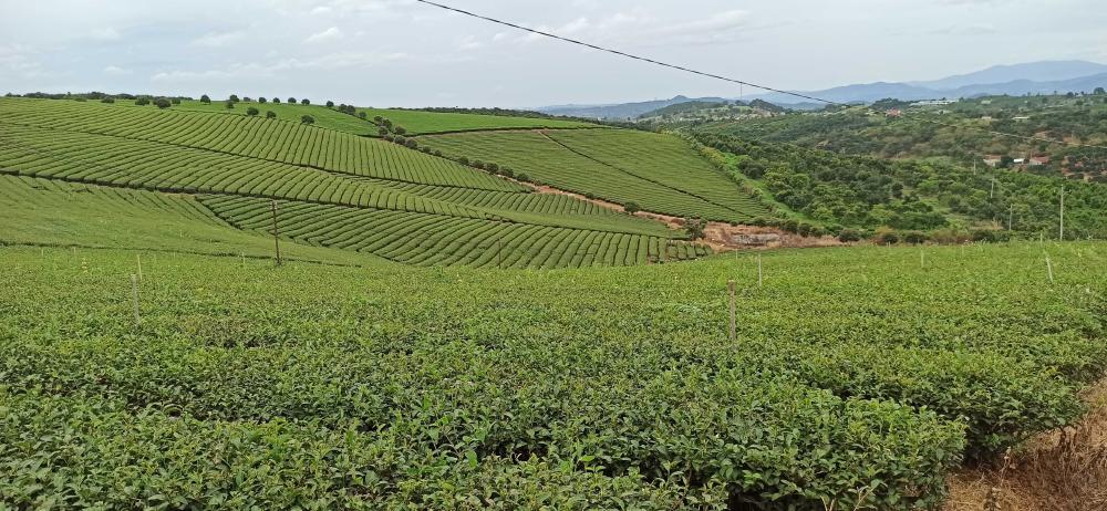 tea_plantation