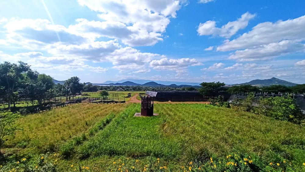 Pepper farm