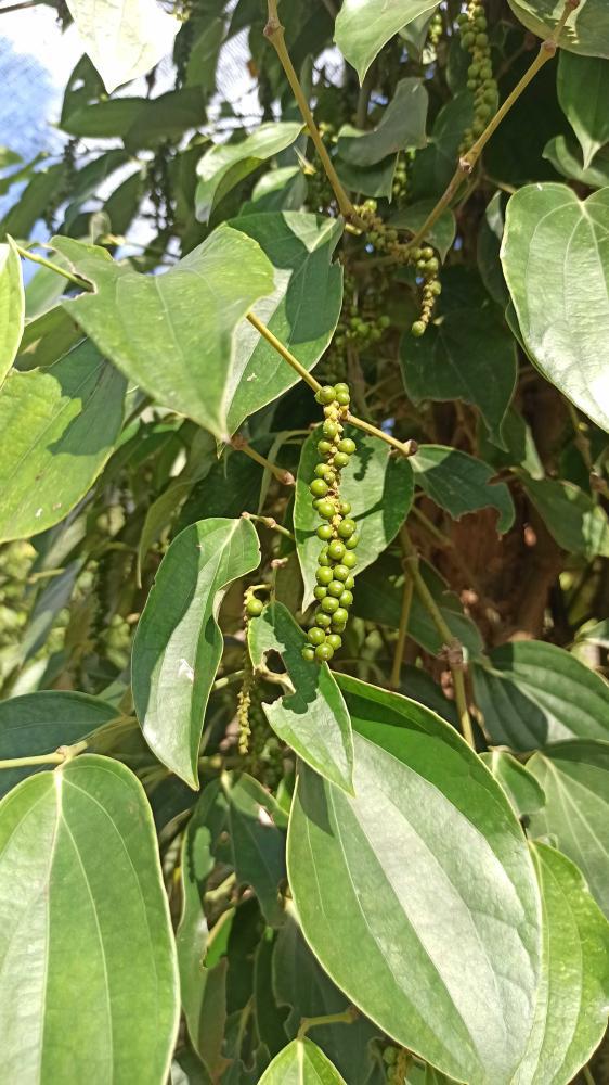 Pfefferplantage