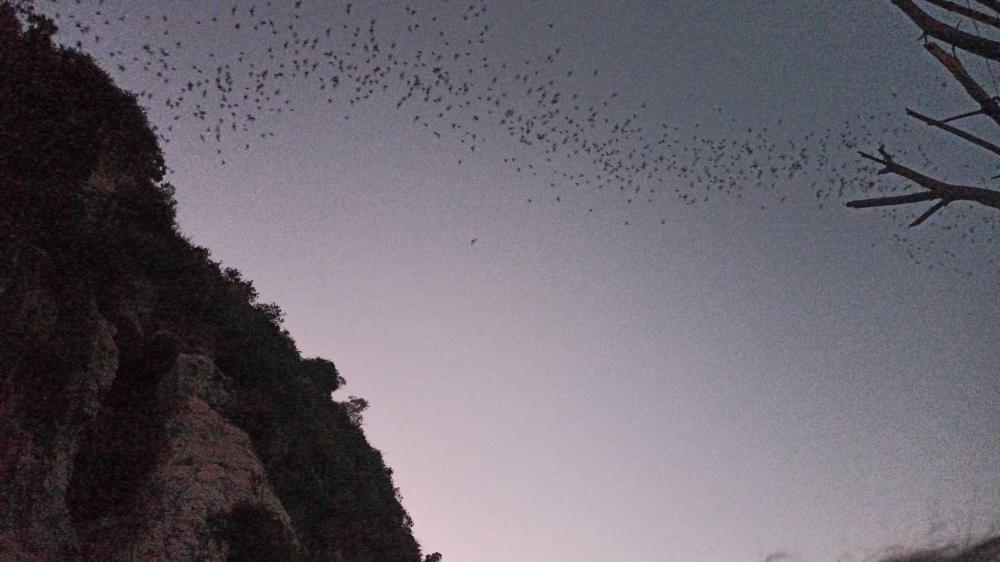 bat cave