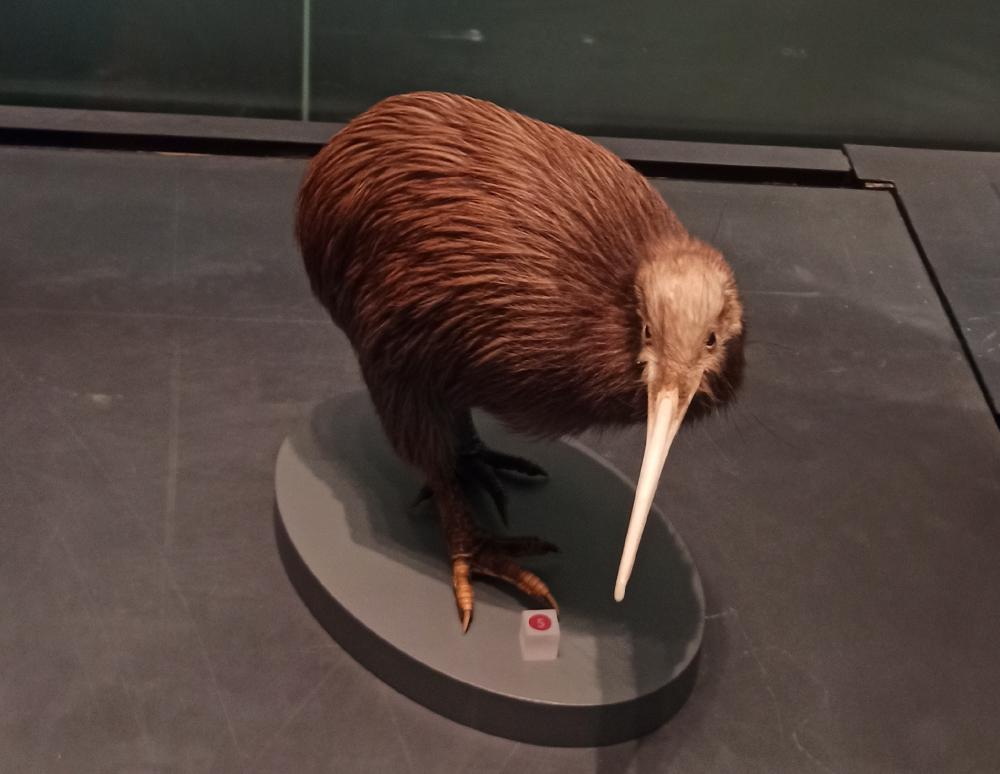 kiwi