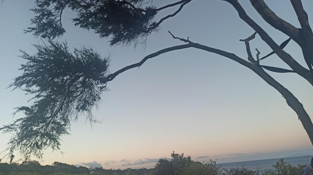 hammock view