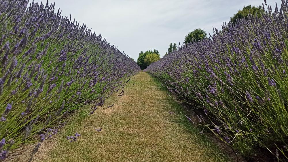 lavender farm