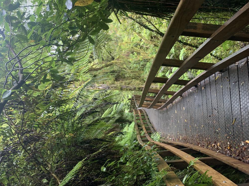 winding paths through lush forests