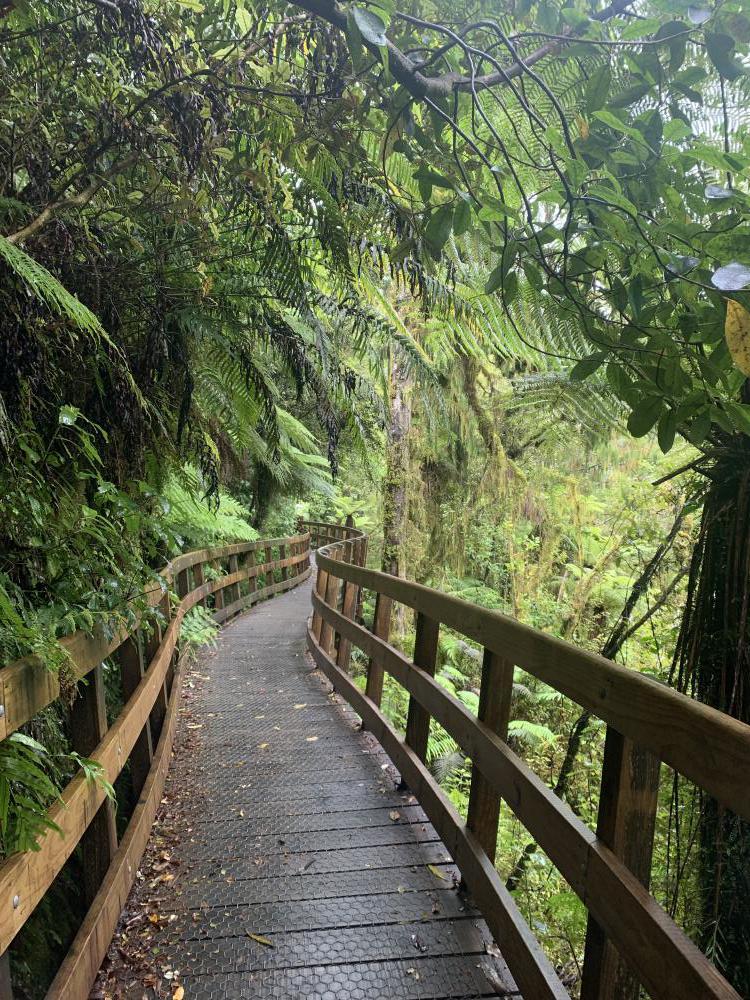 winding paths through lush forests