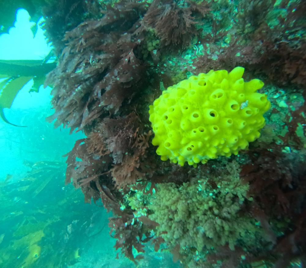 diving