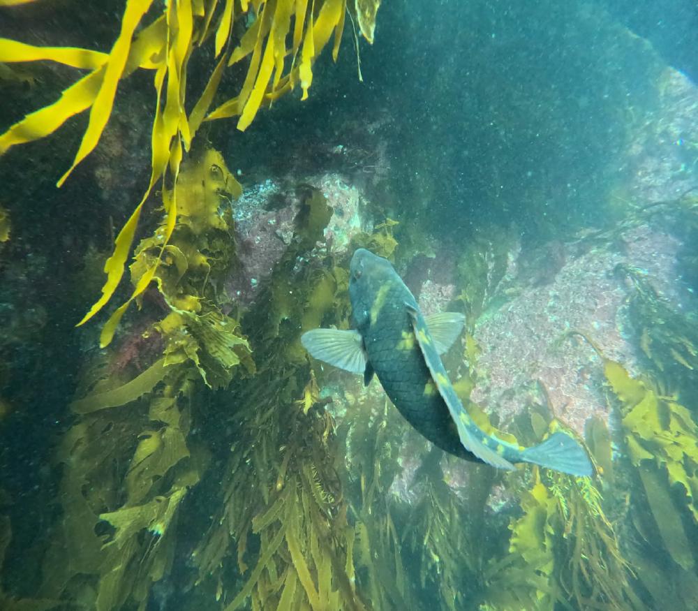 diving