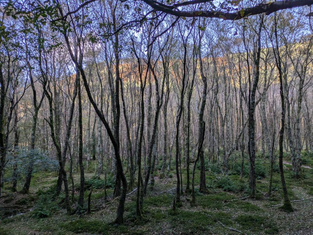 trees
