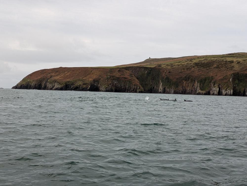 dolphins