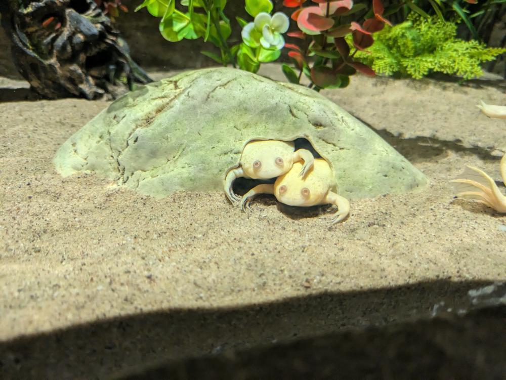 Afrikanischer Krallenfrosch