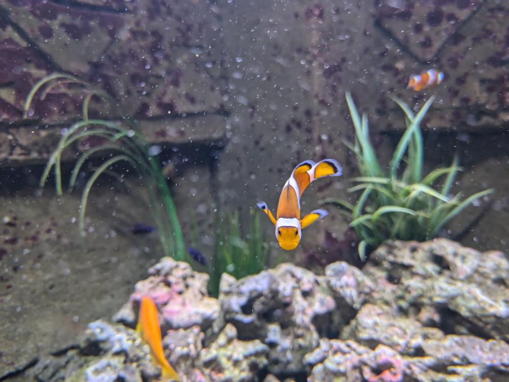 Clownfisch