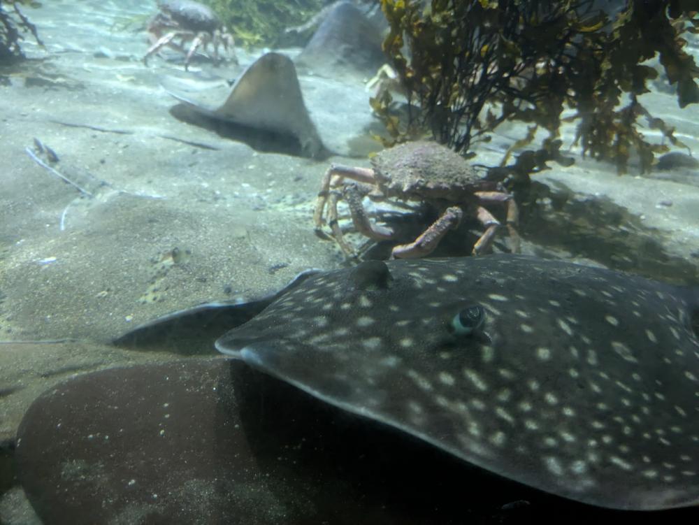 ray
